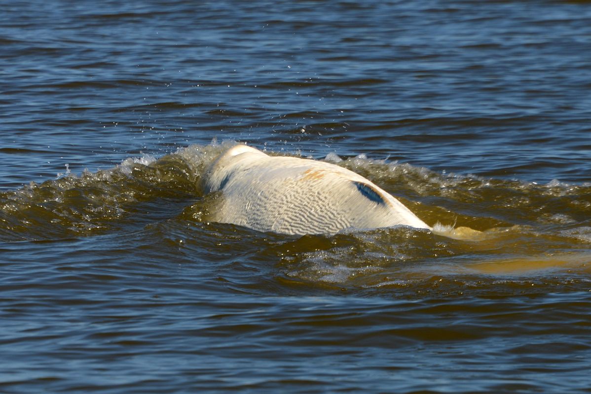 31B Beluga Whale From Boat Tour On Arctic Ocean Tuk Tour In Tuktoyaktuk Northwest Territories
